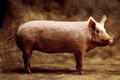 hcl_farm_and_garden_animal_pig_swine_for_profit_120x80