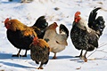 hcl_farm_and_garden_bird_chicken_feeding_poultry_in_winter_120x80
