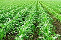 hcl_farm_and_garden_vegetable_corn_corn_and_its_cultivation_120x80