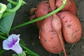 hcl_farm_and_garden_vegetable_sweet_potato_growing_the_sweet_potato_120x80