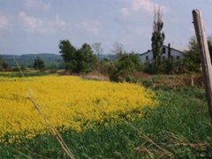 hcl_barn_hemlock_unknown_resize240