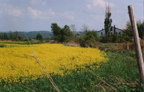 hcl_pic01_barn_hemlock_unknown_2011_resize480