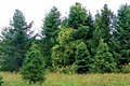 hcl_business_springwater_humphrey_tree_farm_120x80