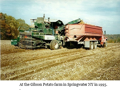 hcl_business_springwater_gibson_potato_farm_pic06_1995_resize400x266