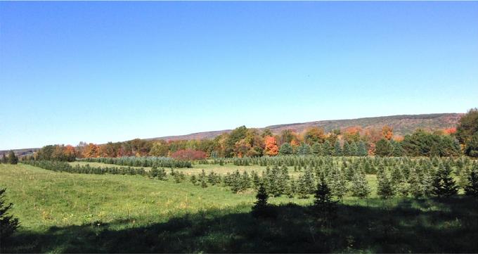hcl_business_springwater_humphrey_tree_farm02_2011_resize680x360