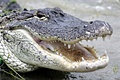 hcl_column_briggs_ira_hemlock_stories_2011_06_28_c_biskit_and_the_louisiana_gator_120x80