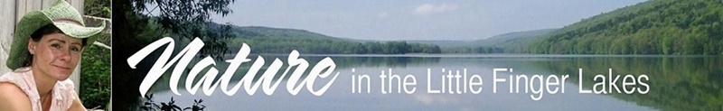 hcl_column_crothers_cannon_angela_nature_in_the_little_finger_lakes_0_index-(crothers_copy)