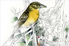 hcl_column_crothers_angela_nature_in_the_little_finger_lakes_2014_10_autumn_nests_240x160