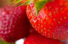 hcl_fair_canadice_strawberry_festival_news_article_1911_32nd_anniversary_copy