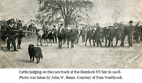 hcl_fair_hemlock_1908_cattle_judging_resize480x232