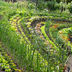 hcl_farm_and_garden_task_and_technique_tips_for_companion_planting_pic01_copy