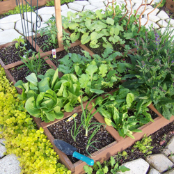 hcl_farm_and_garden_task_and_technique_tips_for_companion_planting_pic02_copy