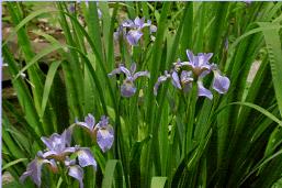 hcl_flower_iris_blue_flag_versicolor