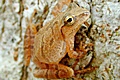 hcl_news_article_1990_03_canadice_chronicle_hyla_frog_and_rough_strangers_120x80