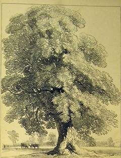 hcl_news_article_1995_07_burning_wood_by_earl_mastin_for_canadice_chronicle_chestnut_tree_resize240