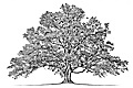 hcl_people_family_tree_120x80