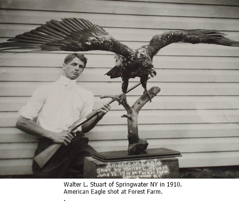 hcl_people_stuart_walter_shot_eagle_1910_resize480x359