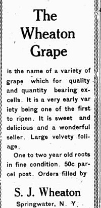 hcl_pic04_people_wheaton_grapes_resize200x412