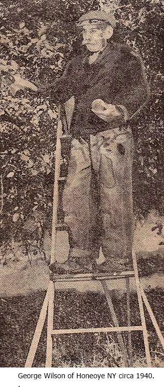 hcl_pic02_people_wilson_george_picking_apples_1941_resize320x717