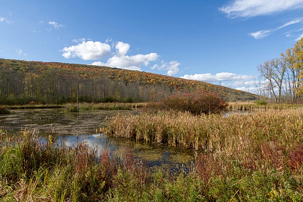 hcl_photo_dangler_dan_2022_pic03_lake_scene_hemlock_looking_northwest_resize600x400