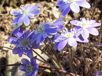 hcl_pic04_photo_masterson_pam_hemlock_flower_2011_resize400