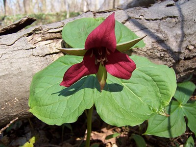 hcl_pic05_photo_masterson_pam_hemlock_flower_2011_resize400