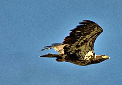 hcl_pic14_photo_pruzenski_tom_immature_bald_eagle02_2012_resize400