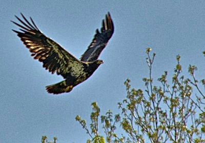 hcl_pic15_photo_pruzenski_tom_immature_bald_eagle03_2012_resize400