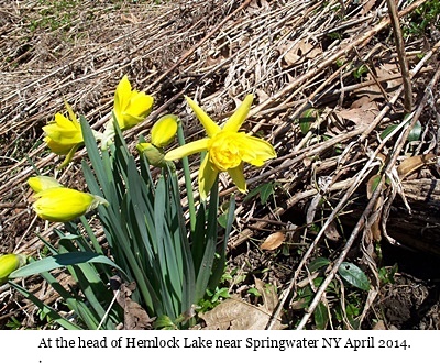 hcl_photo_gallery_tripp_judy_head_of_hemlock_lake_april_2014_pic01_resize400x300