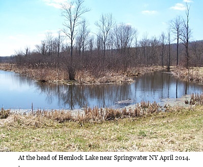 hcl_photo_gallery_tripp_judy_head_of_hemlock_lake_april_2014_pic06_resize400x300