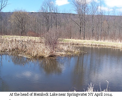 hcl_photo_gallery_tripp_judy_head_of_hemlock_lake_april_2014_pic07_resize400x300